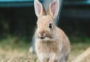 Czy hodowla królików jest opłacalna?