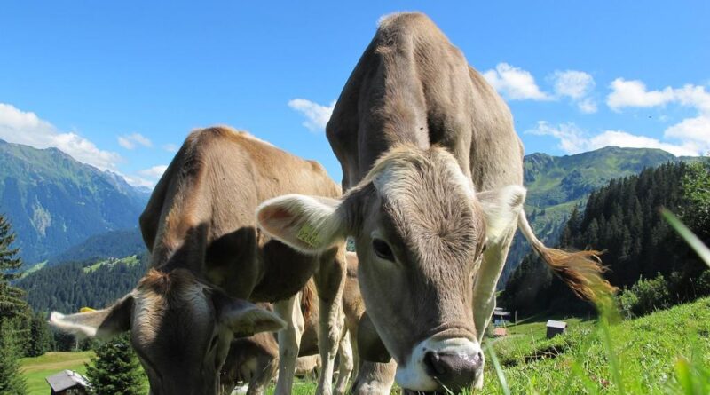 Wzrost eksportu wołowiny - dobra wiadomość dla polskich hodowców bydła